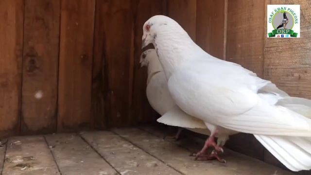 कबूतर का पुराना जोड़ा तोड़कर नया जोड़ा कैसे लगाए ? kabutar ka Joda kaise lagaye #howkabutar ka jod смотреть онлайн