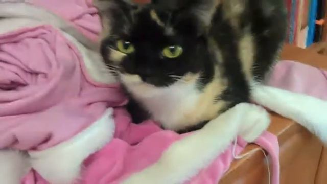 Кошка и скотч смотреть онлайн