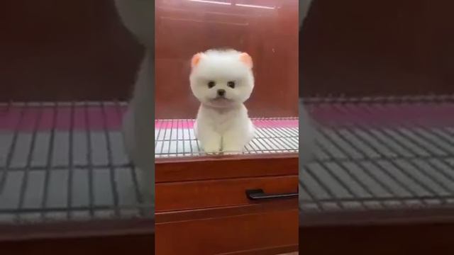 cute puppy #shortvideo #viralvideo смотреть онлайн