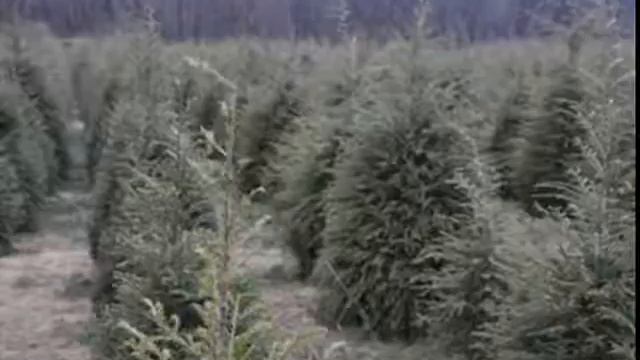 A Native Privacy Screening Tree Eastern Hemlocks смотреть онлайн