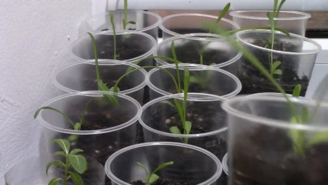 Выращивание цветка гацании из семян.#гацания #газания #цветы #гацанияизсемян #гацаниявыращивание смотреть онлайн