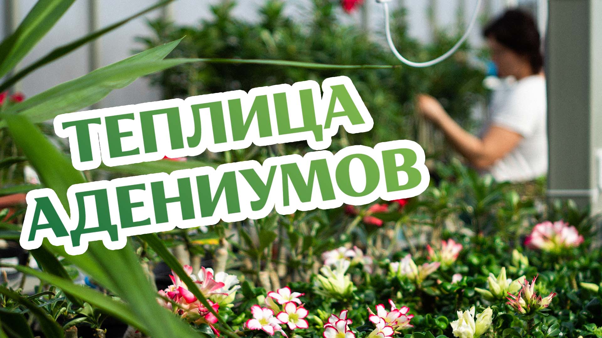 Целая Теплица Адениумов! И не только...