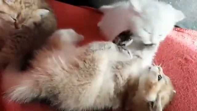 Британская золотая шиншилла 1.5 мес смотреть онлайн