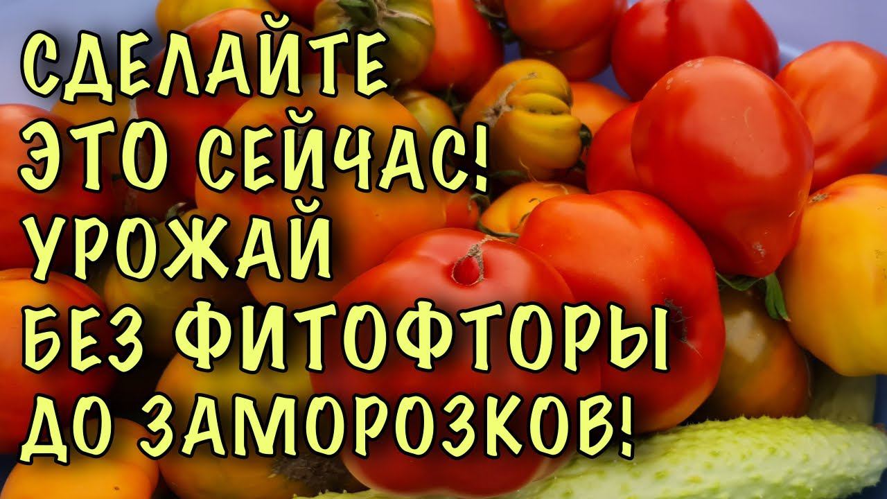 Море ТОМАТОВ БЕЗ ФИТОФТОРЫ! Сделайте ТАК в КОНЦЕ ЛЕТА и СОБИРАЙТЕ УРОЖАЙ ДО ЗАМОРОЗКОВ! смотреть онлайн