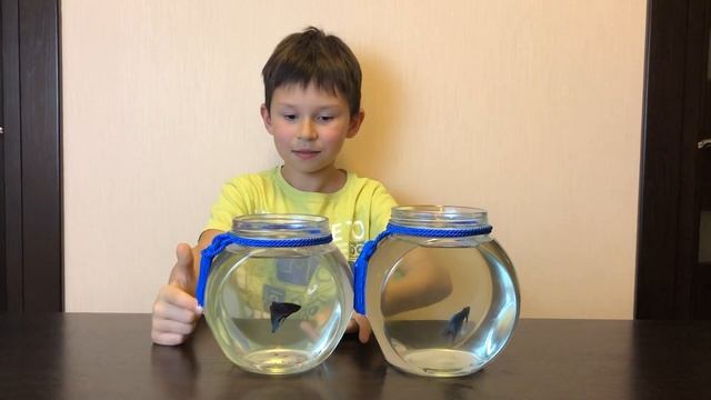 Ура! У нашей рыбки-петушка уже есть имя!!! смотреть онлайн