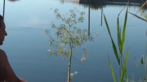 ОТРУТА-ЦИКУТА(ВІХ) -одна з найотруйніших рослин світу.