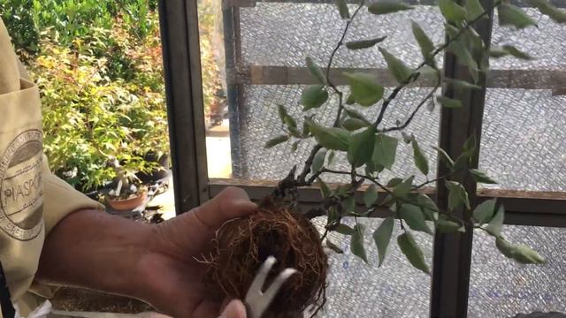 バラ科の春と秋に植え替え盆栽職人は春に何故？100年経過の梅甲州野梅盆栽の植え替え。・生産者小品盆栽職人やじま園＠盆栽タネ смотреть онлайн