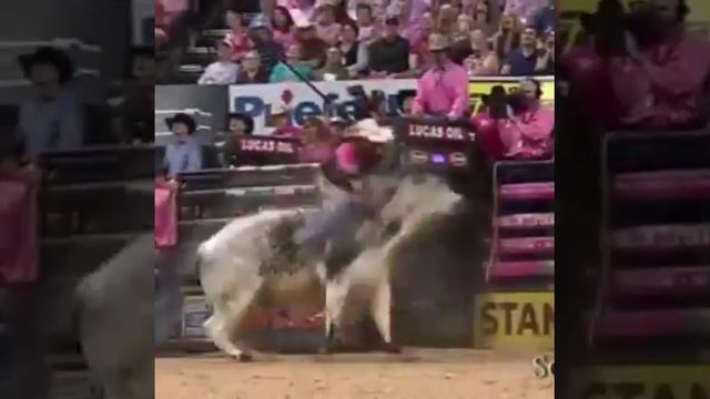 Реальные быки