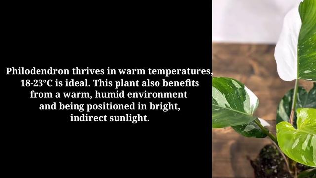 PHILODENDRON WHITE PRINCESS CARE AND TIPS | #Rareplants #LalarksTvVlog #Philodendron смотреть онлайн