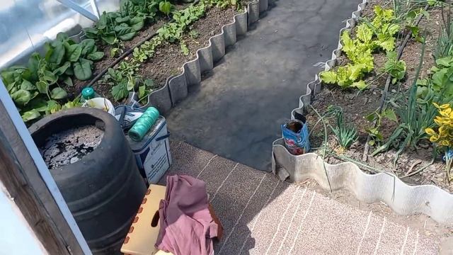 Висаджую розсаду помідорів,перців і баклажанів у відкритий грунт#томаты#перец#огород#рассада#сорта смотреть онлайн