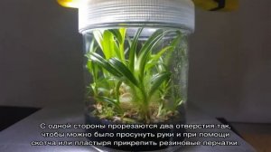 Как вырастить Орхидею из семян в домашних условиях
