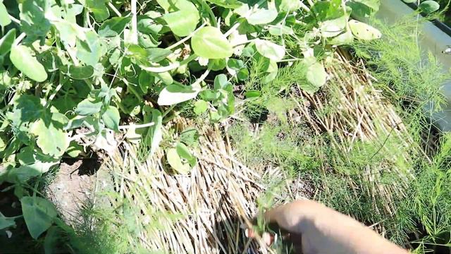 Garden Tour & See What's Growing 2022 | The Savvy Seed Gardening смотреть онлайн