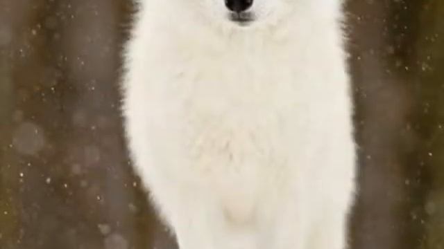 Белый волк если это видео наберёт хоть 10 лайков я выпущю новое смотреть онлайн