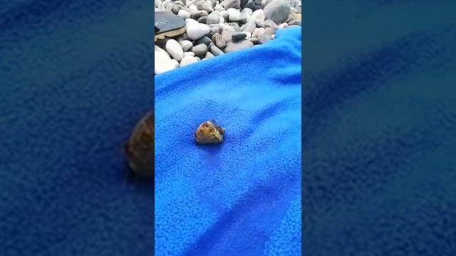 Рак отшельник на Чёрном Море смотреть онлайн