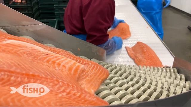 Производство филе лосося (трим A/B/C/D) от компании fish2o.ru смотреть онлайн