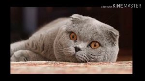 Шотландская вислоухая кошка/уход содержание и описание