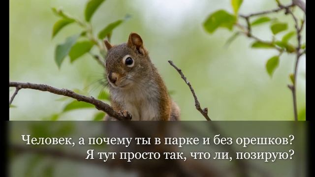 Определяем смешные мысли животных по фото: о чём думаю пушистики? смотреть онлайн