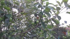 Сорт яблони Белый Налив, в Сибири...