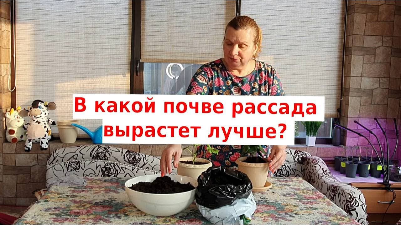 Грунт для рассады. Как правильно обеззаразить землю для рассады смотреть онлайн