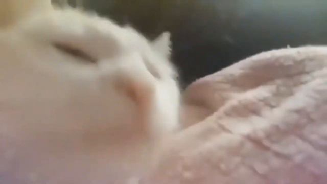 кот флексит под музон! смотреть онлайн