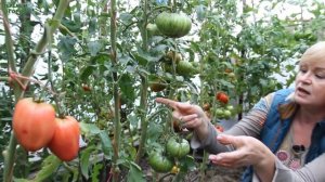 ПОЛОСАТЫЙ ШОКОЛАД! ОБЗОР СОРТОВ ТОМАТОВ! Советы от ЗЕЛЕНОГО ОГОРОДА!