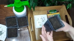 Бамия |Достойный овощ на наших грядках|Как выращивать из семян .Бамия в гостронамии.