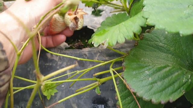 Сорт НСД Сладкая Анна. смотреть онлайн