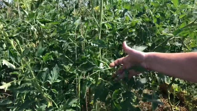 Обзор томатов после удаления листвы.Как развивается томатная кисть смотреть онлайн