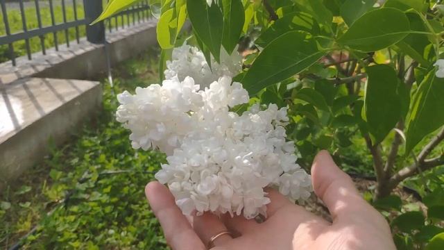 Сирень мадам Лемуан обзор. смотреть онлайн