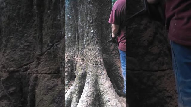 Cowboy notches a monster oak. смотреть онлайн