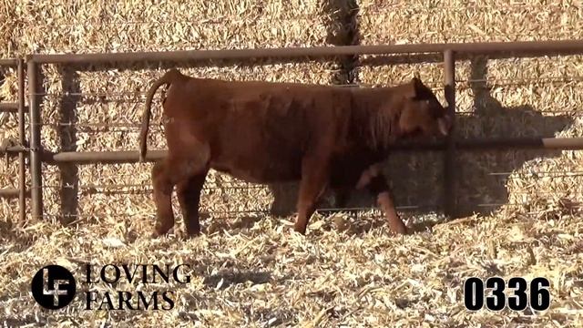 Lot 77 Ash Valley Grace 0336 смотреть онлайн