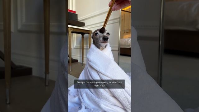 Dog at New York Fashion Week - Get Ready With Me! #italiangreyhound #tikatheiggy смотреть онлайн