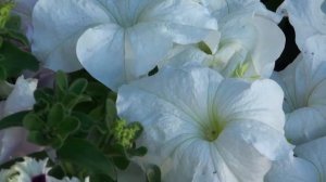 Самый красивый декор клумбы у подъезда  многоквартирного дома.