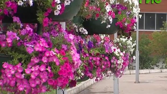 Туристов очаровали альпийские горки, цветочные каскады и "зеленые" человечки смотреть онлайн