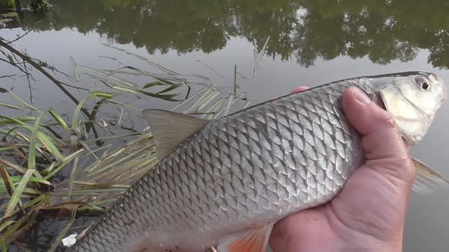 Рыбалка на Куриную печень с подводной камерой смотреть онлайн