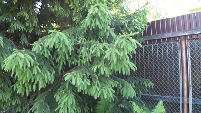 Декоративный ПРУД на даче