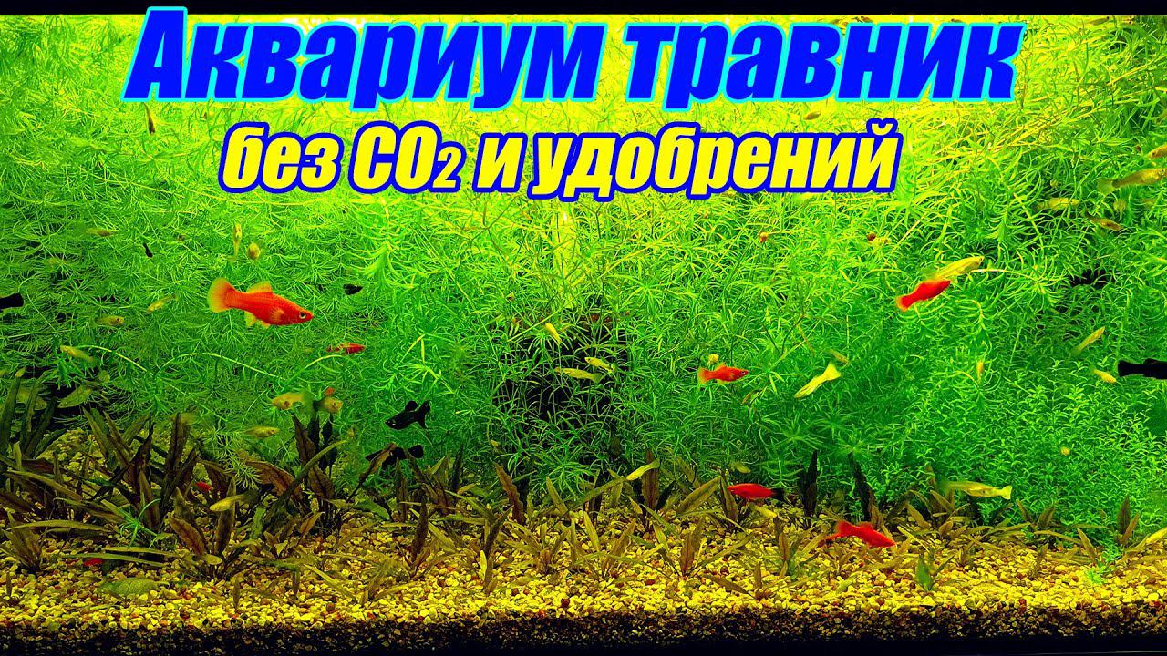 Аквариум травник без со2 растёт как на дрожжах! смотреть онлайн