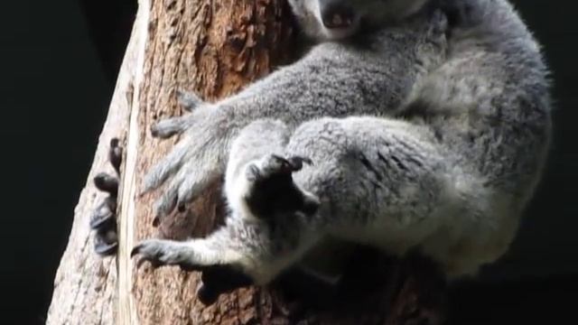 Из жизни коалы смотреть онлайн