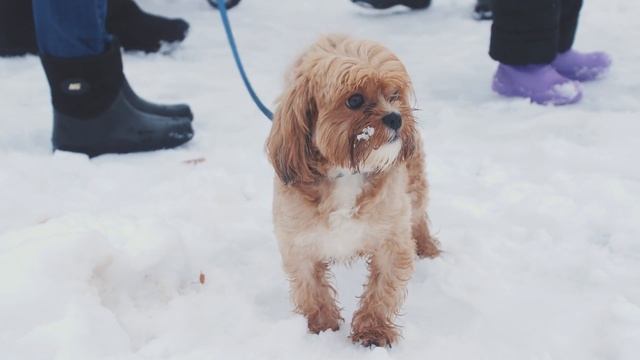 Городской парк. 4K