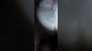 Ховер не горят огни заднего хода