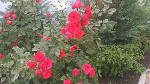 Розы Ред Леонардо де Винчи и Юбилей принца де Монако смотреть онлайн