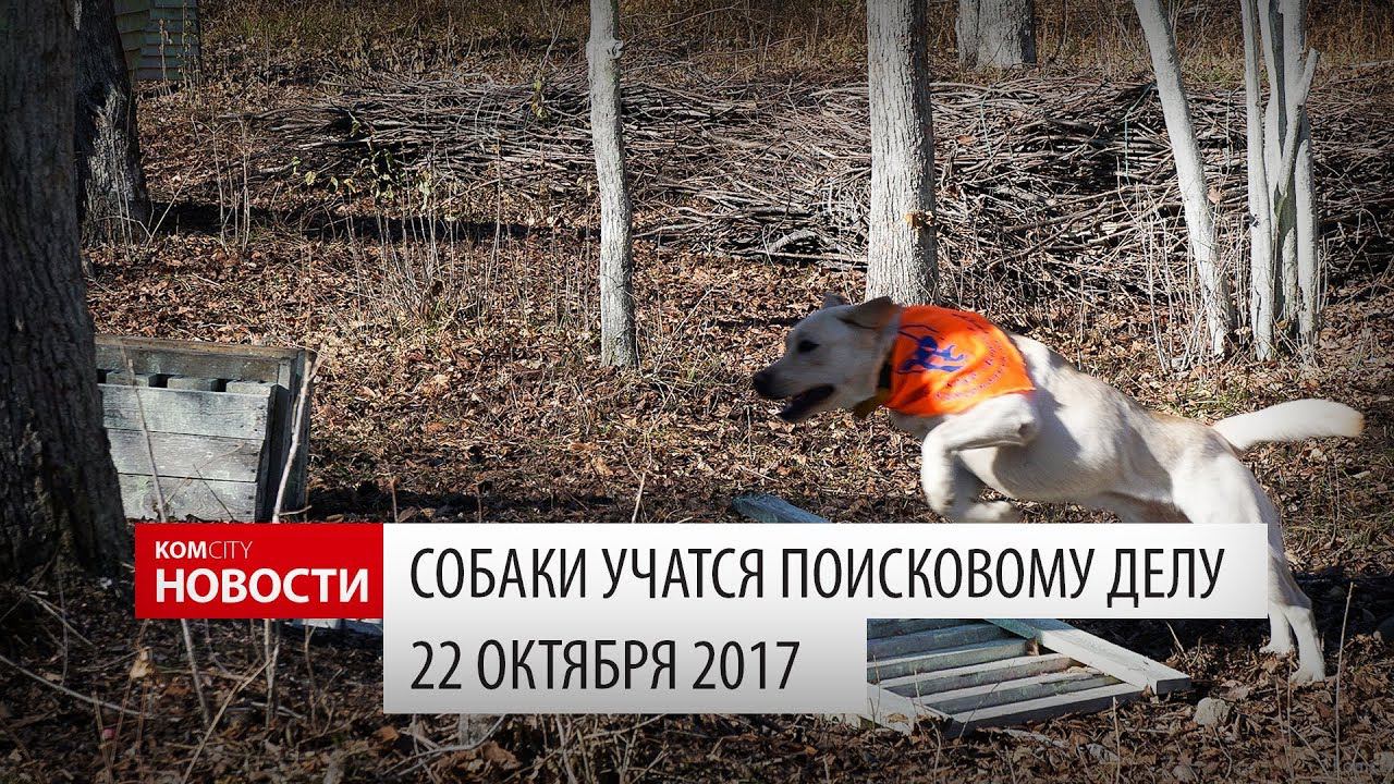 Komcity Новости — Поисковая работа с собаками, 22 окт 2017 смотреть онлайн