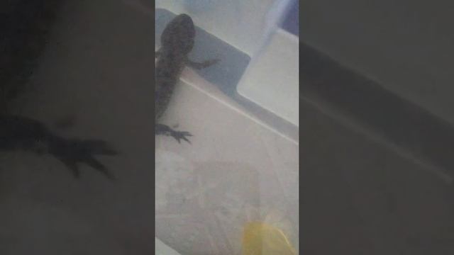 Моя тритониха. Содержание тритонов.