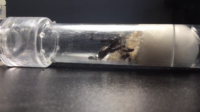 Carpenter Ant Queen SHUTS DOWN For Winter | How ants survive freezing смотреть онлайн