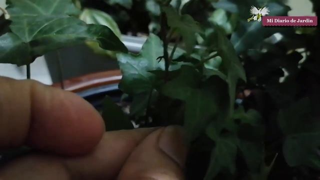 Cuidados HEDERA HELIX hiedra, como cultivarla, mi diario de jardín смотреть онлайн