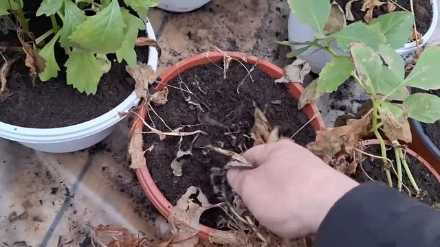 День из жизни хуторянки. Обычный, легкий, неприметный смотреть онлайн