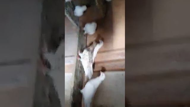 Мраморные, белые бакинские и двухчубые махачкалинские голуби смотреть онлайн