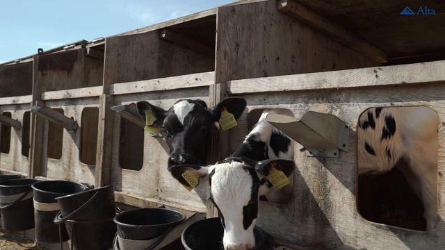 Showcase Crimea 2019 смотреть онлайн