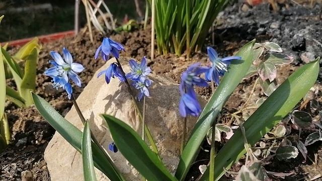 + Сциллы (Scilla) или Пролески. Видеопортрет растения. апрель 2022.mp4