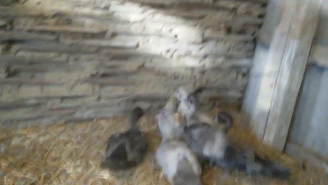 Индоутки Окрас Голубой и Лавандовый смотреть онлайн